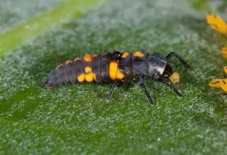A Complete Guide for Effective Pest Detection and its Key Advantages
