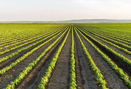 Personalized Soil Microbial Test to Provide Colony Counts of Essential Microbes 