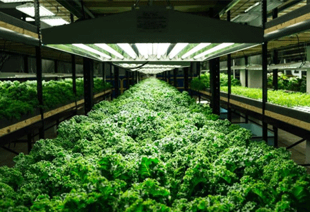 Is Indoor Farming the Future of Agriculture?